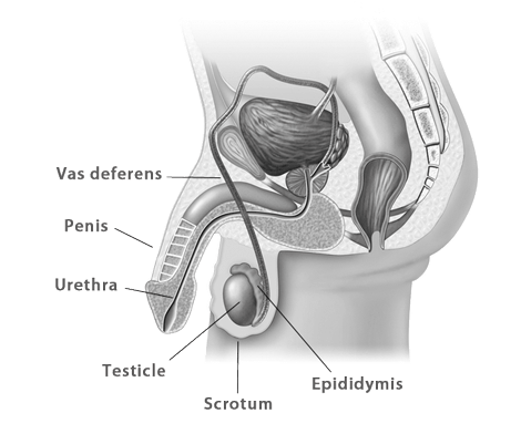 Male reproductive anatomy